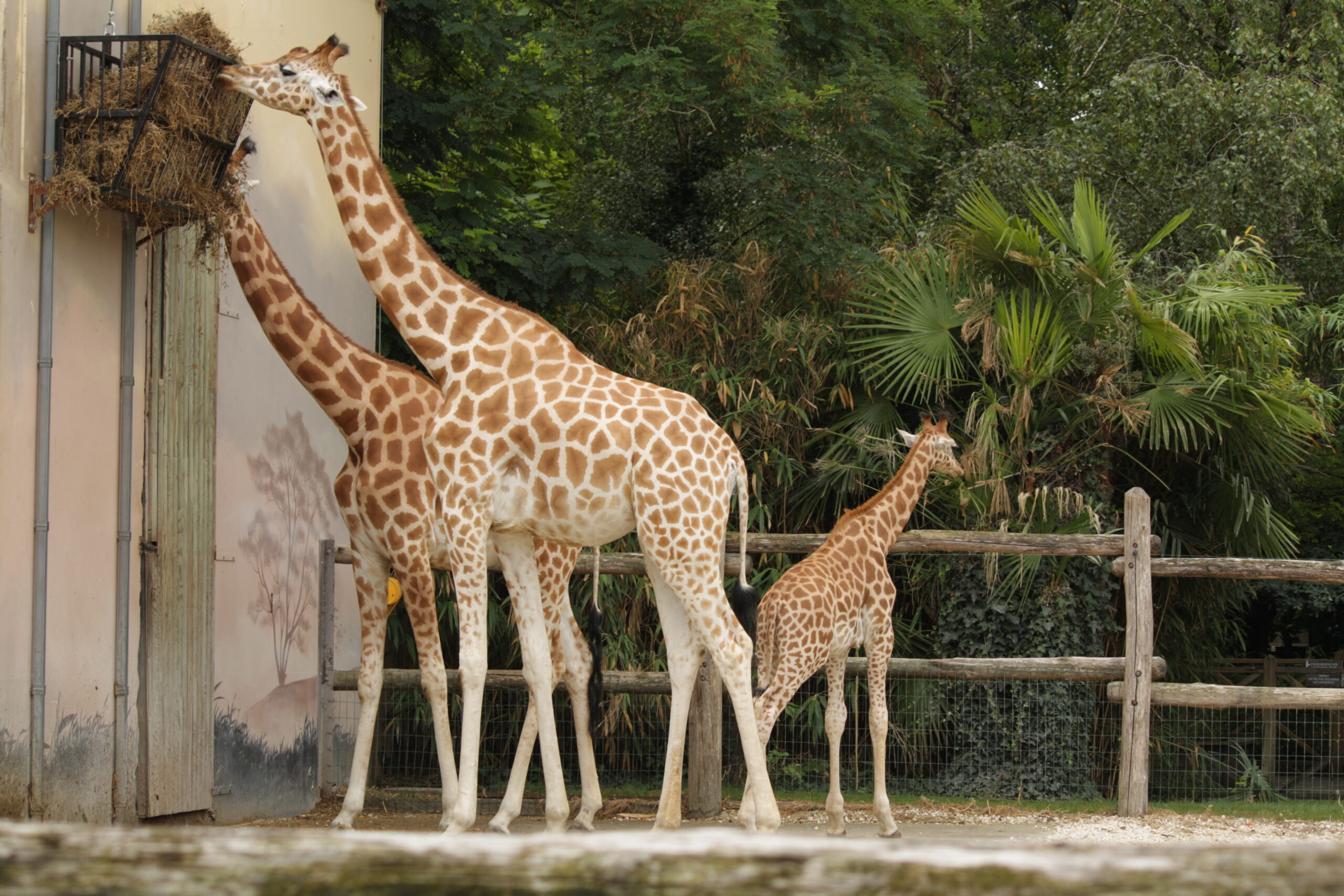 Préserver la biodiversité, un Impératif pour l&rsquo;avenir de notre planète