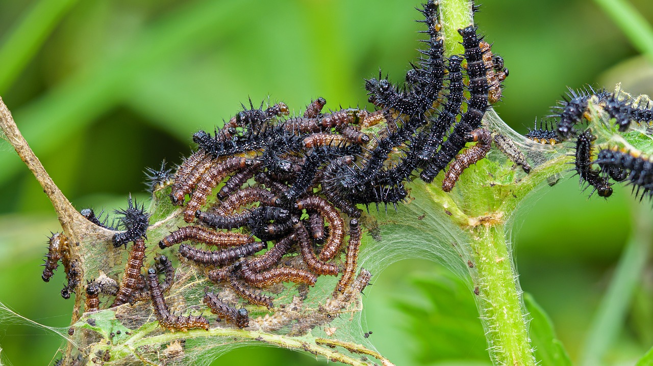 Les Espèces Invasives, une menace pour la biodiversité mondiale