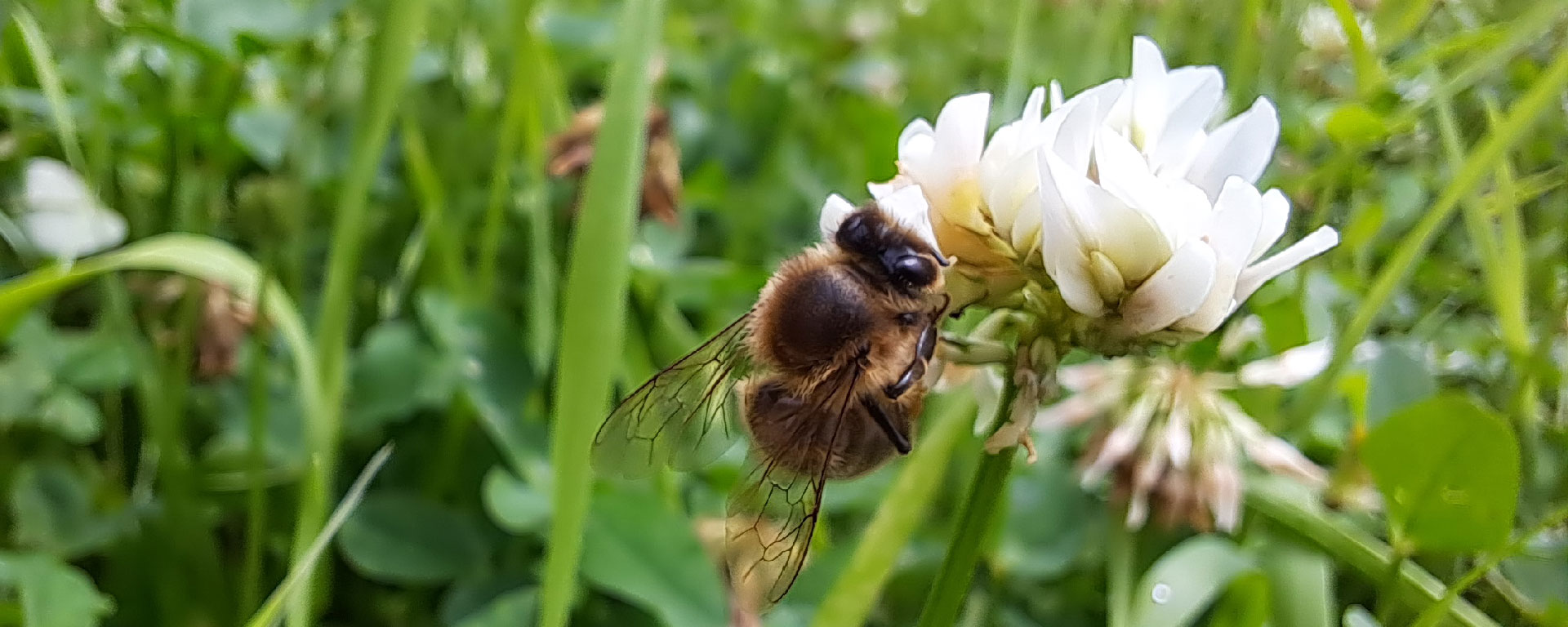 Abeille et fleur de trefle