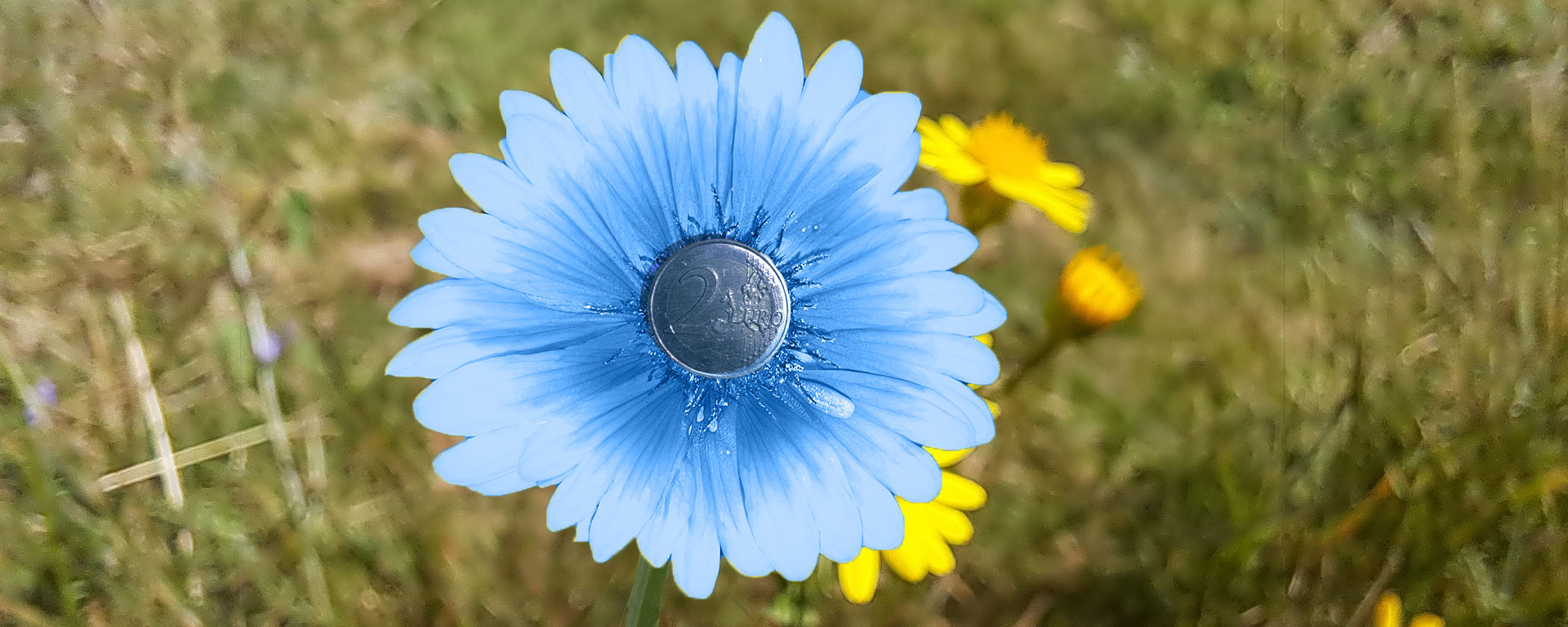 Cagnotte SEELO : Fleur bleue avec pour centre une pièce de 2€