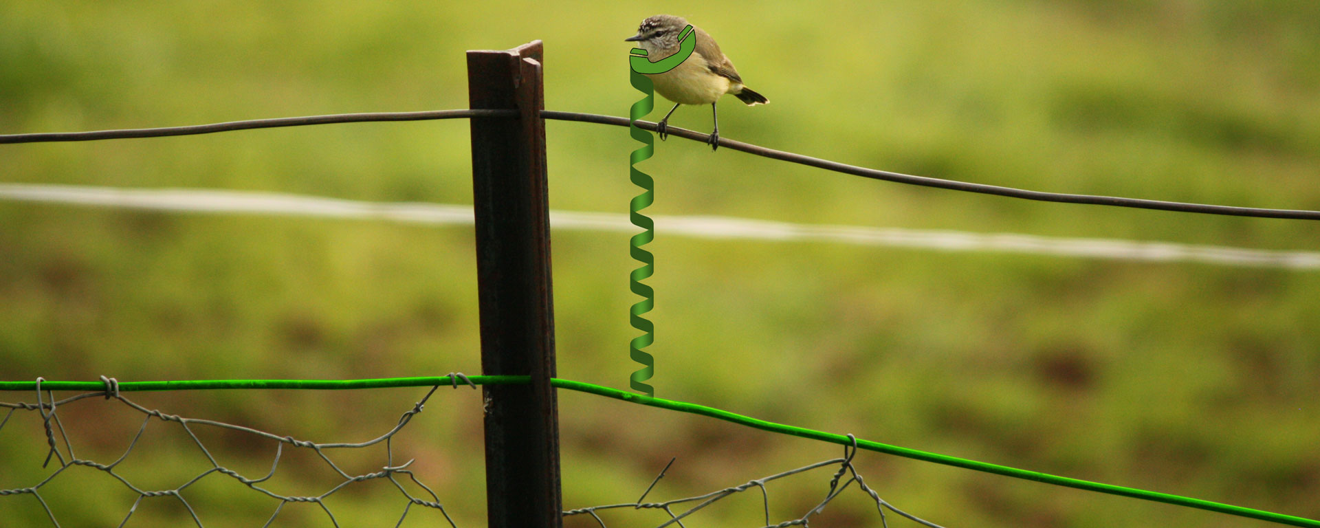 Montage d'un oiseau sur un fil de clôture; L'un des fil est verdi et relié à un téléphone type appareil fixe, pour faire comme si l'oiseau était au téléphone.