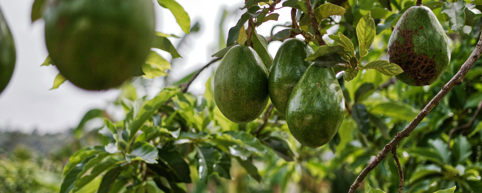 Illustration des informations légales - Avocats mûrs poussant sur un avocatier.