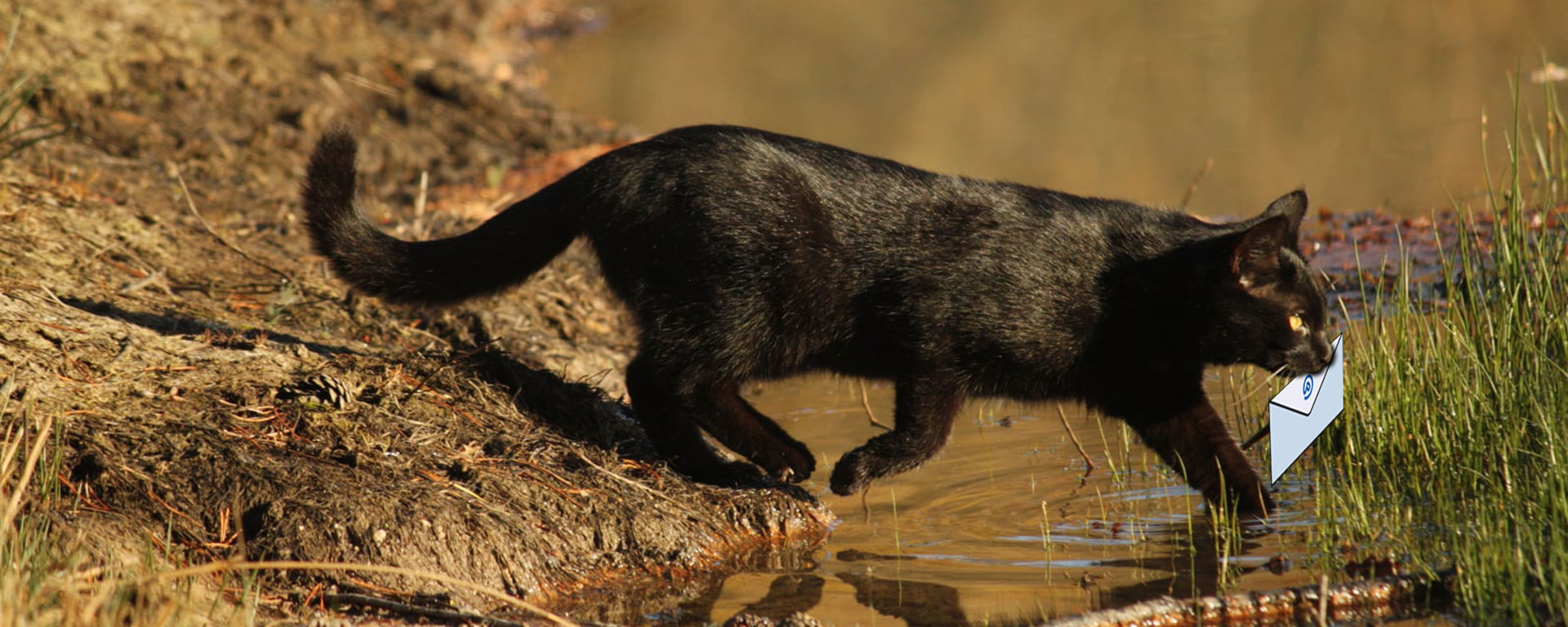 Newsletter SEELO : photo d'un chat traversant un bord d'étang. Une enveloppe avec "@" écrit dessus est dessinée comme s'il la tenait dans sa gueule.