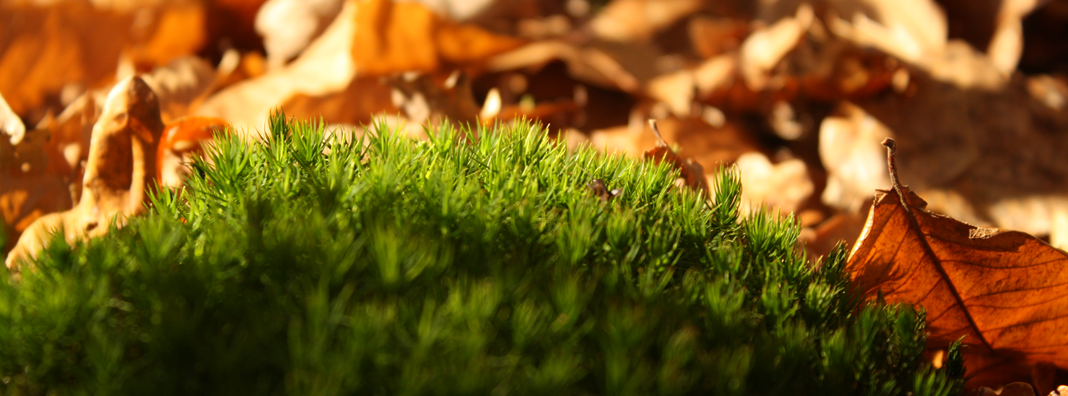 mousse et feuilles